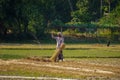 Agricultural field of Bangladesh. Farmers are harvesting paddy in the field. Photo taken in Rajbari city, Bangladesh on November Royalty Free Stock Photo