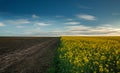 Agricultural field blooming canola with empty soil on blue sky clouds Royalty Free Stock Photo