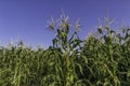 Agricultural field of blooming corn with young cobs on a background of sky