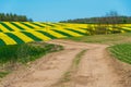Agricultural field with blooming winter crops. Dirt road leading to a beautiful yellow rapeseed field Royalty Free Stock Photo