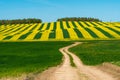 Agricultural field with blooming winter crops. Dirt road leading to a beautiful yellow rapeseed field Royalty Free Stock Photo