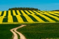 Agricultural field with blooming winter crops. Dirt road leading to a beautiful yellow rapeseed field Royalty Free Stock Photo