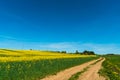 Agricultural field with blooming winter crops. Dirt road leading to a beautiful yellow rapeseed field Royalty Free Stock Photo