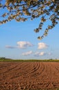 Agricultural field and blossoming pear tree Royalty Free Stock Photo