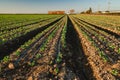 Agricultural field of cabbage plant at sunset Royalty Free Stock Photo