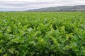 Agricultural field of celery plants. Harvest season