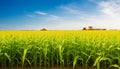 Agricultural field of corn with combine harvester and blue sky