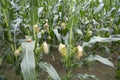 agricultural field of corn with young maize cobs growing on the farm