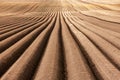 Agricultural field with even rows in the spring Royalty Free Stock Photo