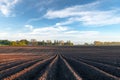 Agricultural field with even rows in the spring Royalty Free Stock Photo