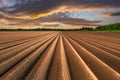 Agricultural field with even rows in the spring Royalty Free Stock Photo