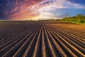 Agricultural field with even rows in the spring Royalty Free Stock Photo