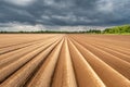 Agricultural field with even rows in the spring Royalty Free Stock Photo