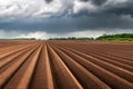 Agricultural field with even rows in the spring Royalty Free Stock Photo