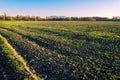 Agricultural field in the evening sun. New, young, fresh growing grain plants. Royalty Free Stock Photo
