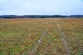 Agricultural field with a Flock of Cygnus cygnus Whooper Swan on a background. Royalty Free Stock Photo