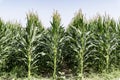 Agricultural field of flowering corn. Green stems, young cobs of corn. Royalty Free Stock Photo