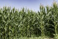 Agricultural field of flowering corn. Green stems, young cobs of corn. Royalty Free Stock Photo