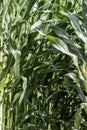 Agricultural field of flowering corn. Green stems, young cobs of corn. Royalty Free Stock Photo