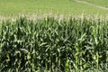 Agricultural field of flowering corn. Green stems, young cobs of corn. Royalty Free Stock Photo