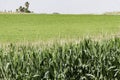 Agricultural field of flowering corn. Green stems, young cobs of corn. Royalty Free Stock Photo