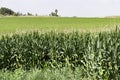 Agricultural field of flowering corn. Green stems, young cobs of corn. Royalty Free Stock Photo