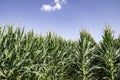 Agricultural field of flowering corn. Green stems, young cobs of corn. Royalty Free Stock Photo