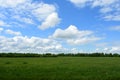 Agricultural field of green grass plants. Forest in the distance. There are white clouds in the blue sky. Picturesque