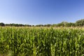 agricultural field with green immature corn