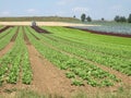 Agricultural field with green plants sown on it in perspective. At the end of the rows, an irrigation machine drives to moisten Royalty Free Stock Photo