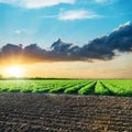 Field with green tomatoes and sunset in clouds Royalty Free Stock Photo