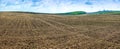 field with growing sugar beets. Beetroot sprouts