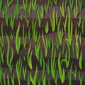 Agricultural field. Growing young plant wheat shoots. Grain crops began to sprout in the spring soil. Vector hand-drawn.