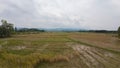 Agricultural Field, Horizon, Farm, Grass, Rural Scene