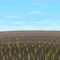 Agricultural field landscape. Growing young wheat plant shoots. Grain crops began to sprout in the spring soil. Copy