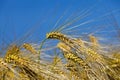 Agricultural field with a large number of yellow cereals Royalty Free Stock Photo