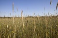 Agricultural field with a large number of yellow cereals Royalty Free Stock Photo