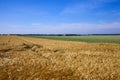 Agricultural field with a large number of yellow cereals Royalty Free Stock Photo