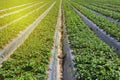 Agricultural field. Large Organic Strawberry green field.