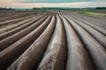 Agricultural field with many rows for potato growing Royalty Free Stock Photo