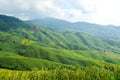 Agricultural field on the mountain