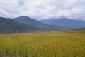 Agricultural field with mountain background. On the way to Chimi Lhakhang. Lobesa. Punakha District