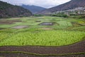 Agricultural field with mountain background. On the way to Chimi Lhakhang. Lobesa. Punakha District