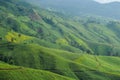 agricultural field on the mountain