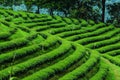 Agricultural field on the mountain