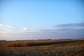 Agricultural field with partly harvested maize