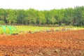 Agricultural field