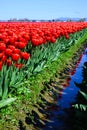 Agricultural field of red tulips on green foliage with reflection in water Royalty Free Stock Photo