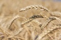 Agricultural field. Ripe ears of wheat on a sunny day. The concept of a rich harvest