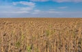 Agricultural field with ripe sunflowers against blue cloudy sky Royalty Free Stock Photo